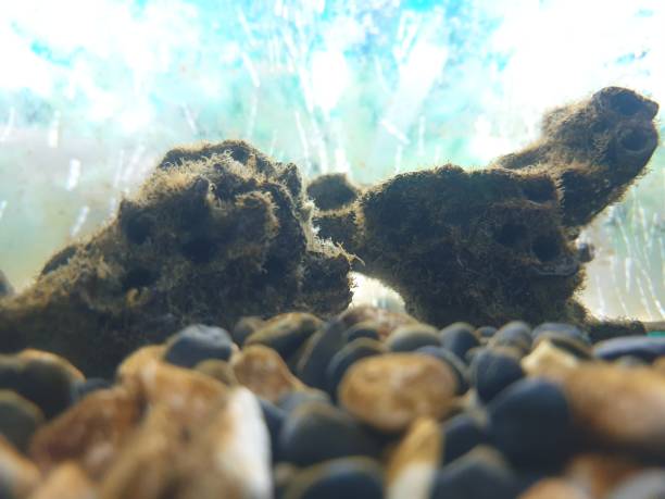 istock mossy coral in the aquarium 1291703145