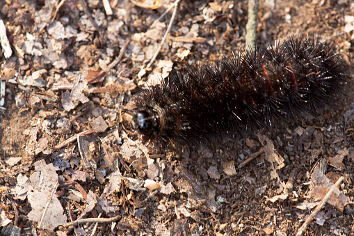 Black form of the wooly bear caterpillar, Pyrrharctia isabella, the larva of the isabella tiger moth, at Shenipsit Reservoir in Tolland, Connecticut.