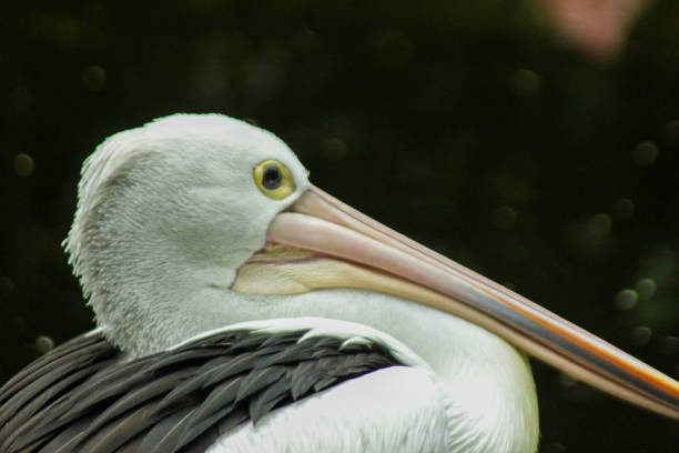 istock Pelicans are white with long beak 1291705592