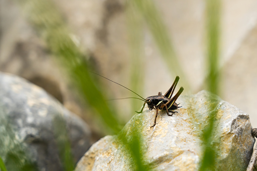 Alpine bush cricket on a rock between grass in the Austrian Alps