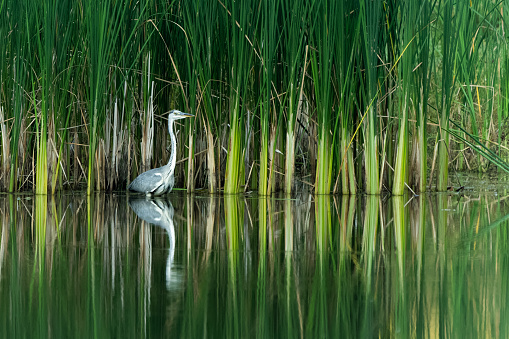 Gray heron standing in a lake in front of reeds