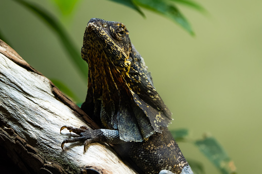 Closeup of a frilled lizard on a log