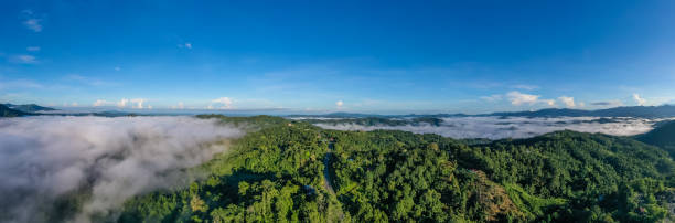 вид с воздуха на тропический лес борнео. - aerial view lumber industry oil tropical rainforest стоковые фото и изображения