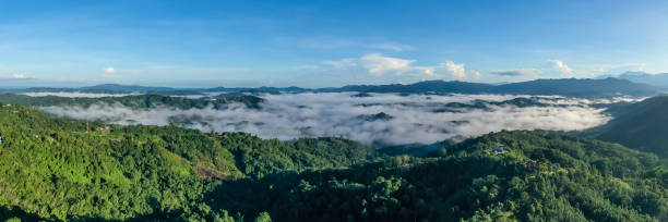 보르네오 열대 우림의 공중 보기. - aerial view lumber industry oil tropical rainforest 뉴스 사진 이미지