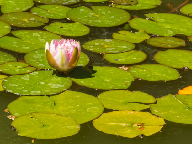 수련 - 밸러랫 - victoria water lily 뉴스 사진 이미지