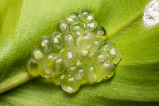 A clutch of glass frog eggs on a leaf