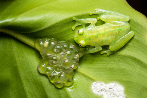 Glass frog with egg clutch Glass frog next to a clutch of eggs glass frog stock pictures, royalty-free photos & images