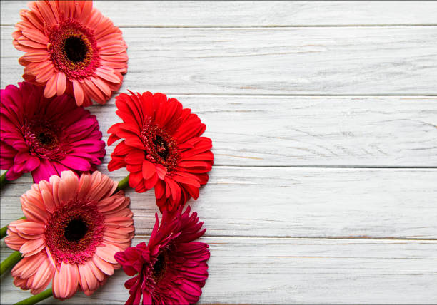 istock Bright gerbera flowers on a white wooden background. 1291709118