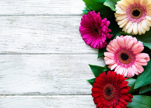 istock Bright gerbera flowers on a white wooden background. 1291709157