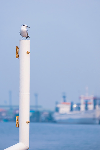Little gull perching on white metal post with blurred riverside background in vertical frame