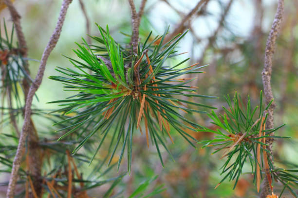 istock The branches of fir tree evergreen with needles closeup 1291709342