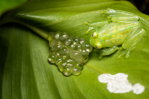 Glass frog next to a clutch of eggs