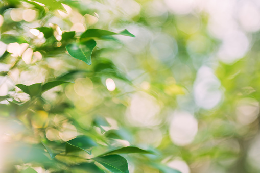 Blurry green nature background with sunlight bokeh natural