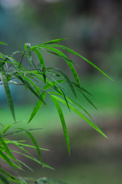 istock Green bamboo tree foliage with long leaves 1291713369