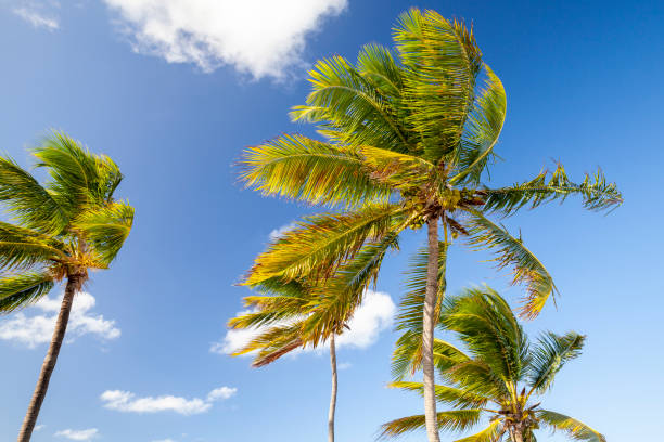 istock Coconut palm trees are waving on strong wind 1291714351