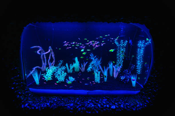 neon blask ryby kolor akwarium słodkowodne. podwodny świat ryb akwarium w neonowym świetle. ekran jest ciemne akwarium. rozmazane tło. selektywne ostrości. - selective focus blurred motion undersea underwater zdjęcia i obrazy z banku zdjęć