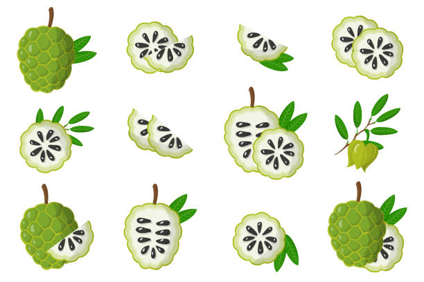 Set of illustrations with Annona exotic fruits, flowers and leaves isolated on a white background. Set of illustrations with Annona exotic fruits, flowers and leaves isolated on a white background. Isolated vector icons set. annona muricata stock illustrations