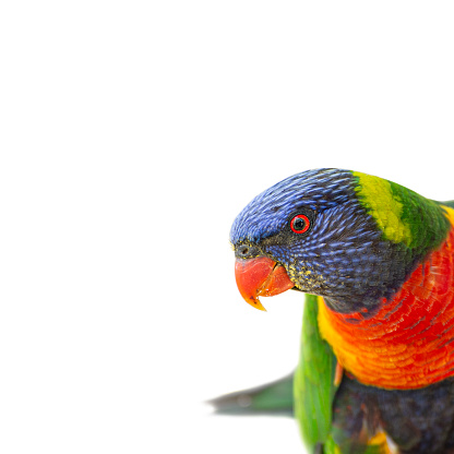 a portrait of a lori, colourfull tropical bird.