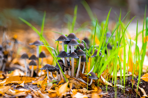 Mushrooms in Nature
