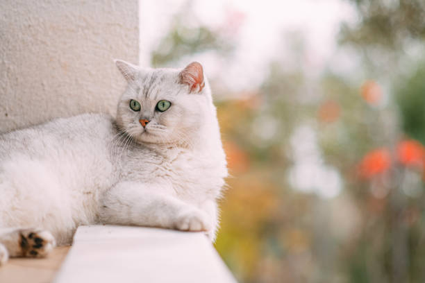 Beautiful British Shorthair Cat