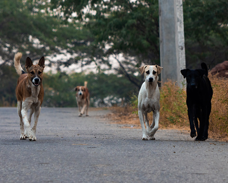 A pack of dogs seen asserting dominance and hunting for food, these dogs are well known to hunt rats and other rodents, which are often infected. For groups focused on promoting stray animal conservation.