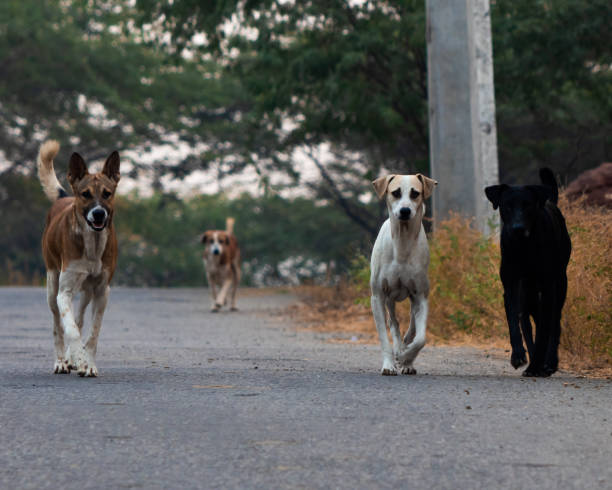 um bando de cães afirmando o domínio em uma estrada rural em haryana - group of dogs - fotografias e filmes do acervo