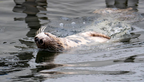 istock Grey Seal In The Sea 1291725969