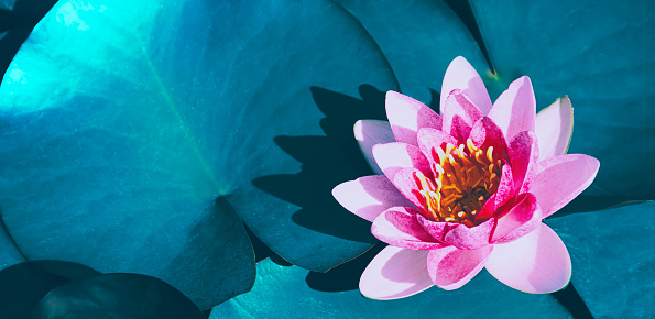 pink lotus water lily flower blooming on water surface and blue leaves toned, symbol of buddhism.