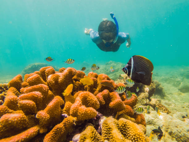 istock young men snorkeling exploring underwater coral reef landscape background in the deep blue ocean with colorful fish and marine life 1291727657