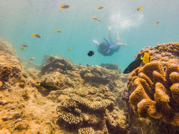 istock young men snorkeling exploring underwater coral reef landscape background in the deep blue ocean with colorful fish and marine life 1291727668
