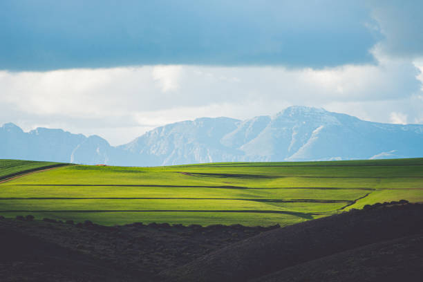 Agricultural landscape of wheat-fields, with snow-capped mountains in the background. Overberg, Western Cape, South Africa.