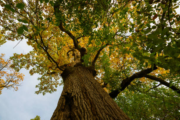 vue d’angle bas d’un vieil arbre de chêne - autumn sun oak tree photos et images de collection