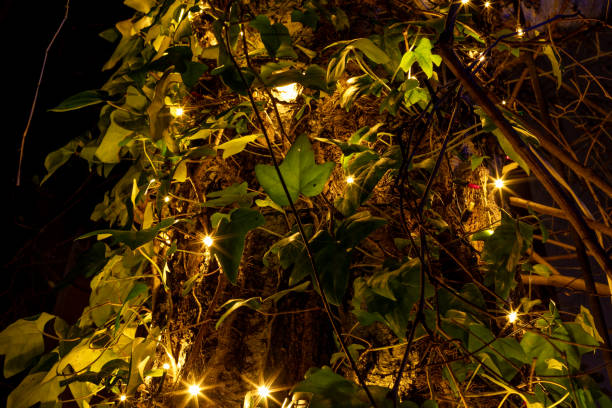 istock Ivy leaves lit by spotlights. 1291732646