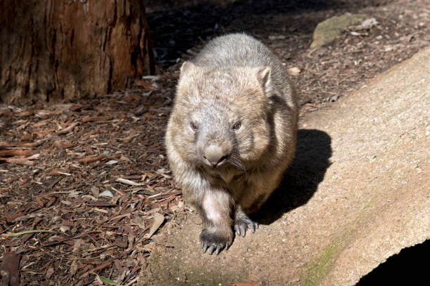 istock the common wombat is  searching for food 1291732667