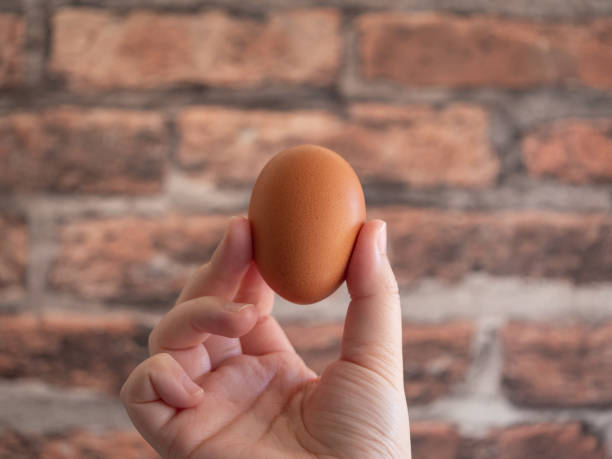 istock A chicken egg grabbed by a human hand. 1291732697