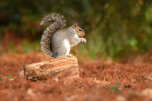 Grey Squirrel On Log
