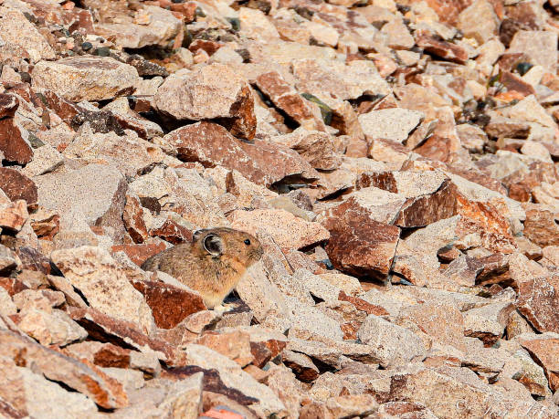 istock Pika in Camouflage 1291737460