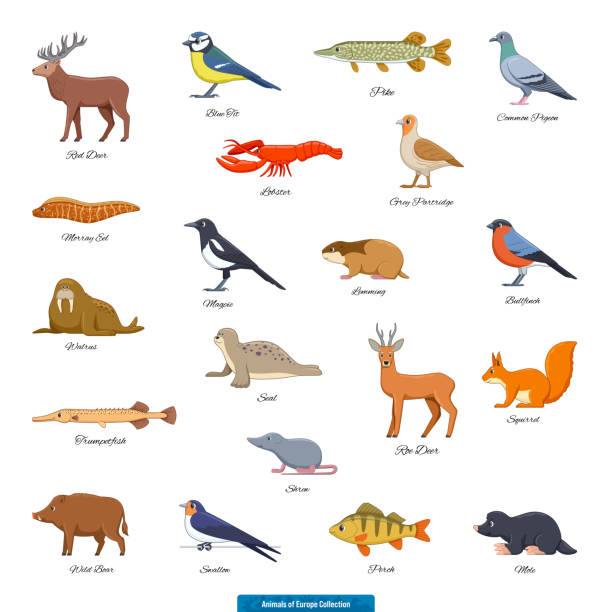 istock Animals of Europe Collection_01 1291737512