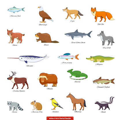 Animals Of North America Collection02 Stock Illustration - Download Image Now - Beaver, Bobcat, Icon Set - iStock Animals Of North America Collection02 Stock Illustration - Download Image Now - Beaver, Bobcat, Icon Set - iStock