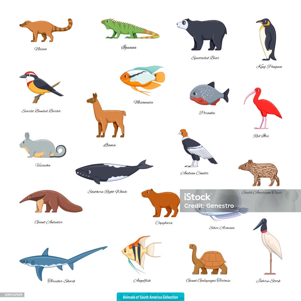 Animals Of South America Collection01 Stock Illustration - Download Image  Now - Condor, Piranha, Southern Right Whale - iStock