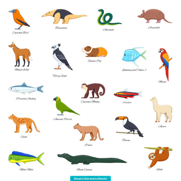 Animals Of South America Collection02 Stock Illustration - Download Image  Now - Maned Wolf, Caiman, Capybara - iStock