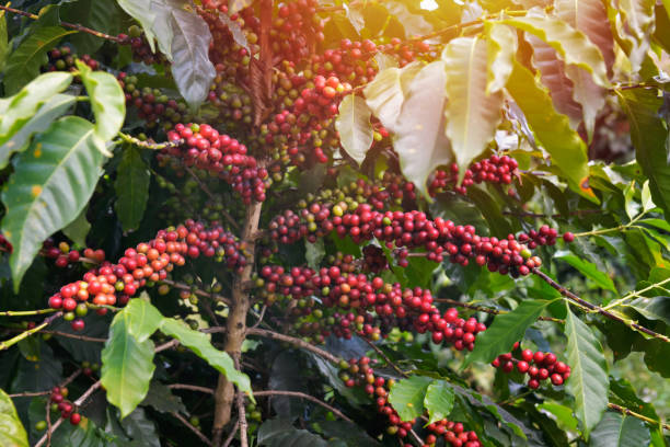 タイの高台で育ったアラビカコーヒーの木にコーヒーのクローズアップ - caffeine macro close up bean ストックフォトと画像