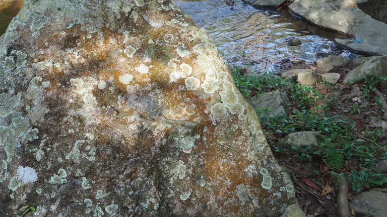 Lichen on rock in forest