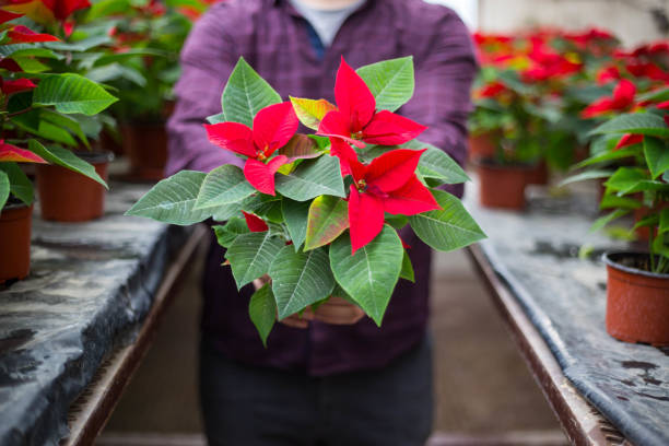 joven sosteniendo una poinsettia en sus manos - poinsettia flower potted plant plant fotografías e imágenes de stock