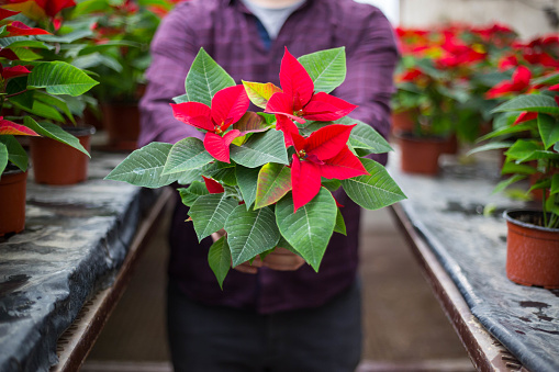 Young man holding a poinsettia in his hands