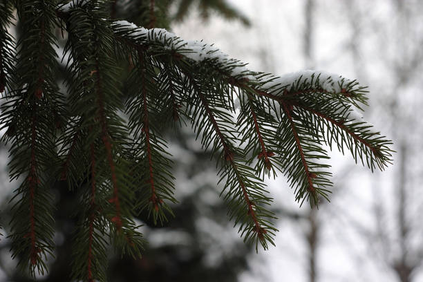istock prickly spruce branch on a snowy December morning 1291740464