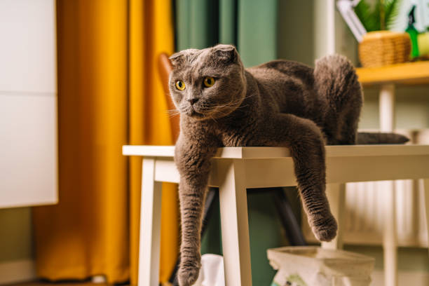 istock A grey Scottish Fold cat with yellow eyes sits comically on a wooden bench with its paws down in a modern living room 1291741325