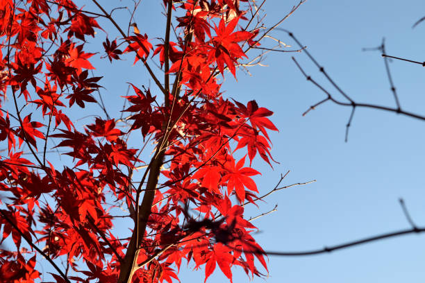 istock Japanese palmate maple with its distinctive red leaves during the fall season. 1291741334