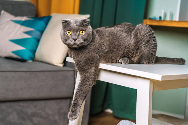 istock A grey Scottish Fold cat with yellow eyes sits comically on a wooden bench with its paws down in a modern living room 1291741367