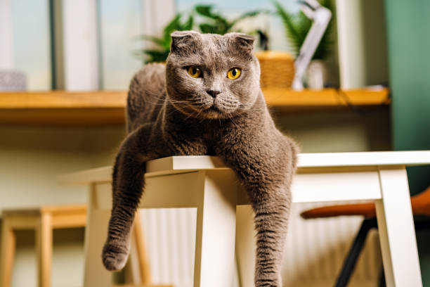 istock A grey Scottish Fold cat with yellow eyes sits comically on a wooden bench with its paws down in a modern living room 1291741401